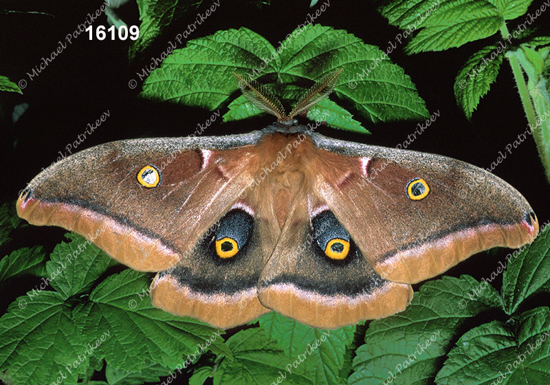 Polyphemus Moth (Antheraea polyphemus)